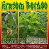 obat herbal {kratom borneo - daun puri - mitragyna speciosa}-1