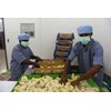 penjual bibit ayam-2