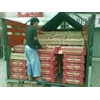 penjual bibit ayam-5
