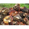 cpo/crude palm oil
