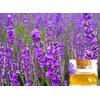 lavender oil-1