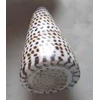 kerang conus litteratus
