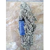 sorghum sorgum