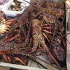 lobster hidup-3