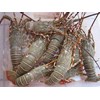 lobster hidup-2