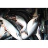 ikan patin segar-1