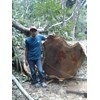 kayu suar/trembesi-5