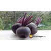 beet root (super)