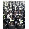 agro bisnis-2