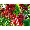 raw robusta coffee beans-1