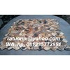 mozaic petrified wood