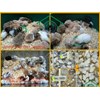 peternak hamster-6