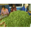 pt. eka pratama agrosukses-7