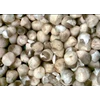 jamur merang