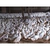 bebek itik peking potong makassar sulawesi selatan