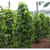 sale white pepper seeds-1
