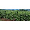 sale white pepper seeds