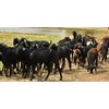 kambing makassar luwu timur sulawesi selatan-4