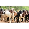 kambing makassar luwu timur sulawesi selatan-3