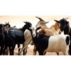 kambing makassar luwu timur sulawesi selatan-2