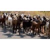 kambing makassar luwu timur sulawesi selatan