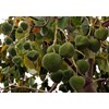sell candlenut from tana toraja south sulawesi province indonesia