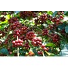 sell arabica coffee bean from tana toraja indonesia