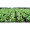 kunyit turmeric makassar sulawesi selatan-1