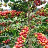 sell arabica coffee bean from tana toraja indonesia-1