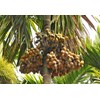 sell betel nut from tana toraja indonesia-1