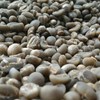 sell arabica coffee bean from tana toraja indonesia-3