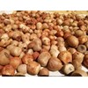sell betel nut from tana toraja indonesia-3