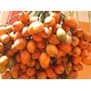 sell betel nut from tana toraja indonesia-2