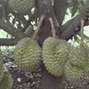 bibit unggul : delima california. duku dan durian