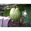 bibit unggul: durian-1