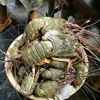 lobster bambu-1