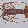 lobster pasir-1