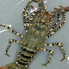 lobster mutiara-1