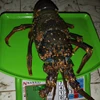 lobster laut sise jumbo-2