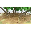 miniatur ekosistem hutan mangrove-7