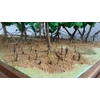 miniatur ekosistem hutan mangrove-5