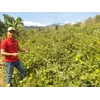 legume covercrop pj (peuraria javanica)-1