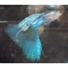 ikan guppy blue grass-1