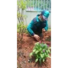 tukang kebun aktivitas menanam tanaman