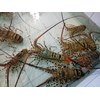 lobster ikan laut & kepiting-1
