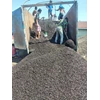 cangkang sawit palm kernel shell berkualitas-3