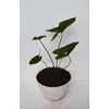 tanaman hias alocasia cyrtosperma