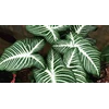 tanaman hias alocasia xhantosoma lindenii
