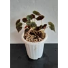 tanaman hias begonia bowerae bethlehem star