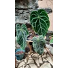 tanaman hias anthurium magnificum